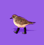 bird in boots....
